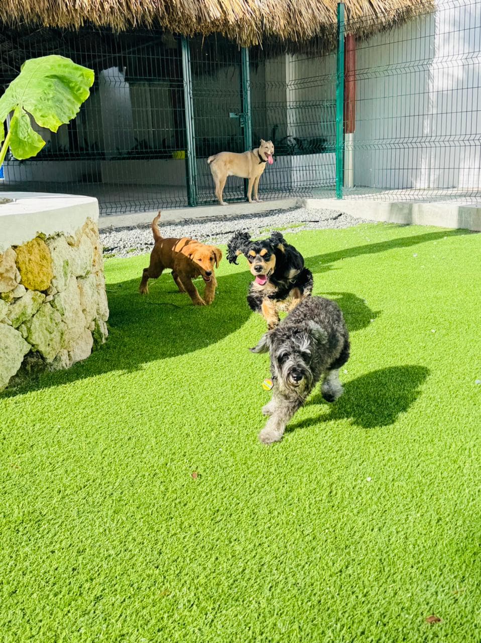 Ciudad Canina - Imagen 1