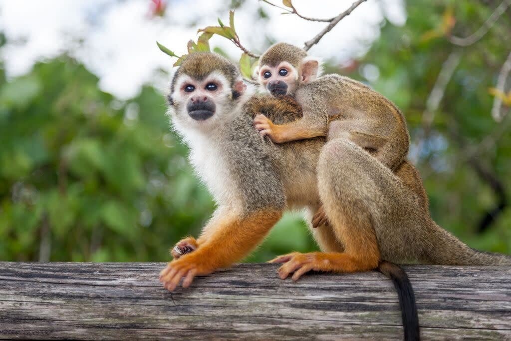 Monkeyland Punta Cana2